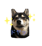 柴犬モコ＆稲穂4（個別スタンプ：15）