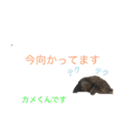 柴犬モコ＆稲穂4（個別スタンプ：16）