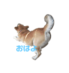 保護犬あおの一日（個別スタンプ：1）