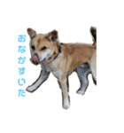 保護犬あおの一日（個別スタンプ：2）