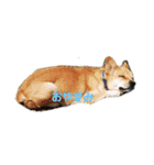 保護犬あおの一日（個別スタンプ：3）