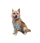 保護犬あおの一日（個別スタンプ：4）