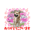 保護犬あおの一日（個別スタンプ：5）