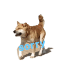 保護犬あおの一日（個別スタンプ：6）