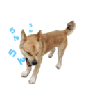 保護犬あおの一日（個別スタンプ：7）