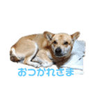 保護犬あおの一日（個別スタンプ：8）