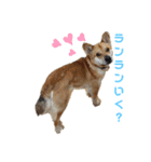 保護犬あおの一日（個別スタンプ：9）