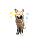 保護犬あおの一日（個別スタンプ：10）