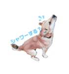 保護犬あおの一日（個別スタンプ：11）
