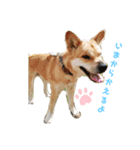 保護犬あおの一日（個別スタンプ：12）