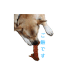 保護犬あおの一日（個別スタンプ：13）