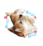 保護犬あおの一日（個別スタンプ：14）