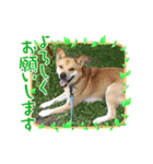 保護犬あおの一日（個別スタンプ：15）