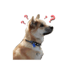 保護犬あおの一日（個別スタンプ：16）