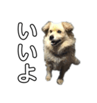 愛犬イギーちゃん（個別スタンプ：1）