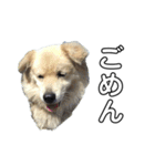 愛犬イギーちゃん（個別スタンプ：3）