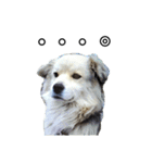愛犬イギーちゃん（個別スタンプ：4）