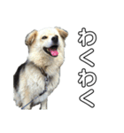 愛犬イギーちゃん（個別スタンプ：5）