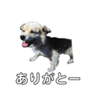 愛犬イギーちゃん（個別スタンプ：6）