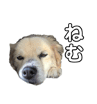 愛犬イギーちゃん（個別スタンプ：7）