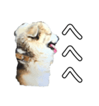 愛犬イギーちゃん（個別スタンプ：8）