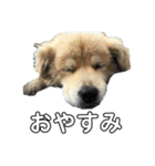 愛犬イギーちゃん（個別スタンプ：9）