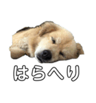 愛犬イギーちゃん（個別スタンプ：11）