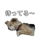 愛犬イギーちゃん（個別スタンプ：12）