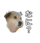 愛犬イギーちゃん（個別スタンプ：13）