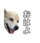 愛犬イギーちゃん（個別スタンプ：17）