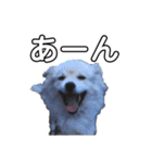 愛犬イギーちゃん（個別スタンプ：18）