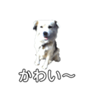愛犬イギーちゃん（個別スタンプ：20）