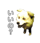 愛犬イギーちゃん（個別スタンプ：25）