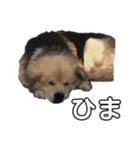 愛犬イギーちゃん（個別スタンプ：28）