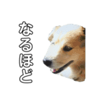 愛犬イギーちゃん（個別スタンプ：30）