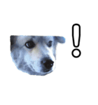 愛犬イギーちゃん（個別スタンプ：31）