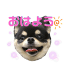 にっこりチワワのいちちゃん（個別スタンプ：1）