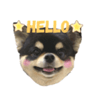 にっこりチワワのいちちゃん（個別スタンプ：3）