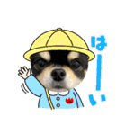にっこりチワワのいちちゃん（個別スタンプ：12）