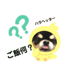 にっこりチワワのいちちゃん（個別スタンプ：19）