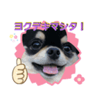 にっこりチワワのいちちゃん（個別スタンプ：22）