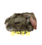 うちの天使ハムスターしらたま（個別スタンプ：2）