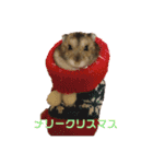 うちの天使ハムスターしらたま（個別スタンプ：13）