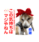 赤いりぼんの可愛い仲間達⑧（個別スタンプ：1）