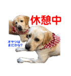赤いりぼんの可愛い仲間達⑧（個別スタンプ：6）