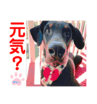 赤いりぼんの可愛い仲間達⑧（個別スタンプ：8）