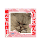 赤いりぼんの可愛い仲間達⑧（個別スタンプ：14）