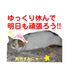 赤いりぼんの可愛い仲間達⑧（個別スタンプ：17）