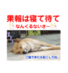赤いりぼんの可愛い仲間達⑧（個別スタンプ：19）
