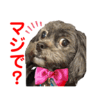 赤いりぼんの可愛い仲間達⑧（個別スタンプ：21）